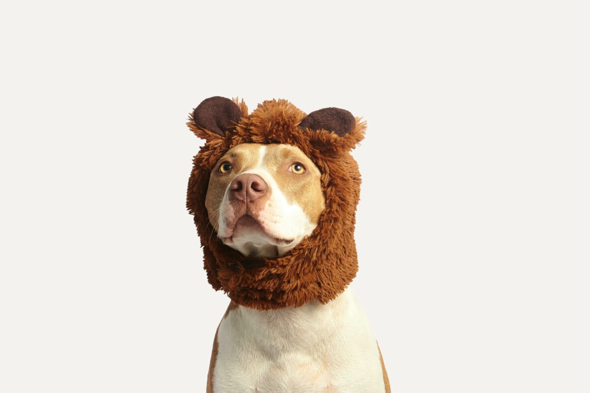 ban on pit bulls