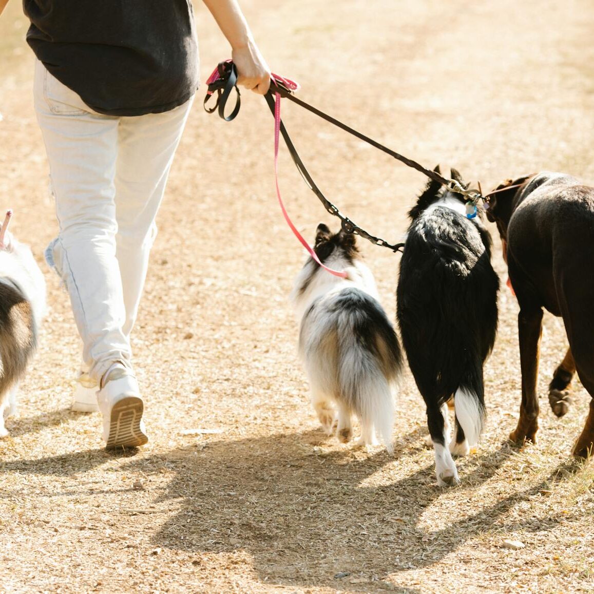 dogs on leashes dogs on leashes