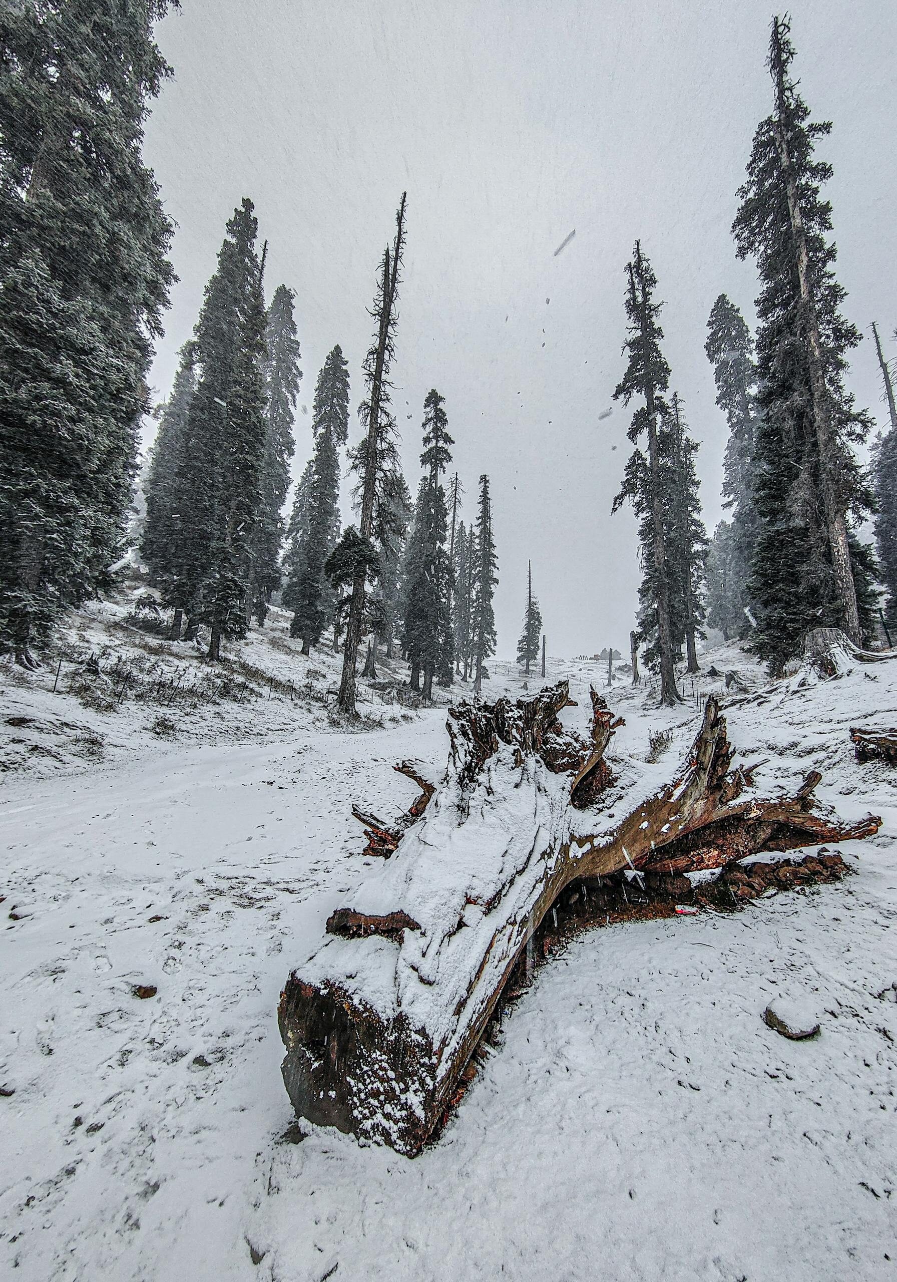 fallen tree snowy trail fallen tree snowy trail